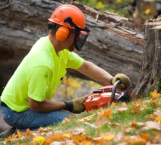 tree services South Hills